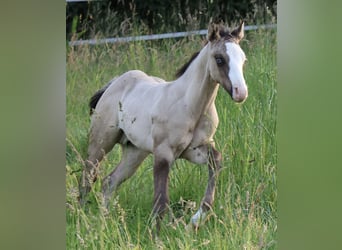 American Quarter Horse, Stallion, , 14,3 hh, Grullo
