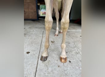 American Quarter Horse, Stallion, Foal (05/2025), 14,3 hh, Palomino