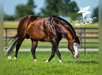 American Quarter Horse, Stallion, Foal (05/2025), 14,3 hh, Palomino