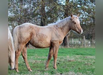 American Quarter Horse, Stallion, Foal (05/2025), 14,3 hh, Palomino