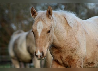 American Quarter Horse, Stallion, Foal (05/2025), 14,3 hh, Palomino
