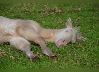 American Quarter Horse, Stallion, Foal (07/2025), 14,3 hh, Perlino