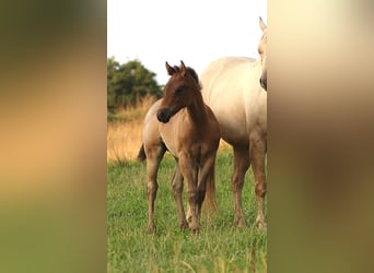 American Quarter Horse, Stallion, Foal (04/2025), 14,3 hh, Roan-Bay