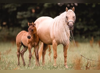 American Quarter Horse, Stallion, Foal (04/2025), 14,3 hh, Roan-Bay