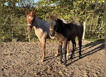 American Quarter Horse, Stallion, Foal (05/2025), 14,3 hh, Roan-Bay
