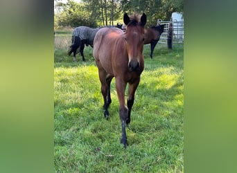 American Quarter Horse, Stallion, Foal (04/2025), 14,3 hh, Roan-Bay