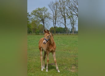 American Quarter Horse, Stallion, Foal (02/2026), 15.1 hh, Champagne