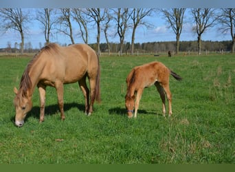 American Quarter Horse, Stallion, Foal (02/2026), 15.1 hh, Champagne