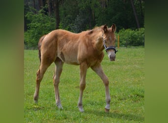 American Quarter Horse, Stallion, Foal (02/2026), 15.1 hh, Champagne