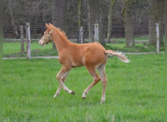 American Quarter Horse, Stallion, Foal (01/2024), 15.1 hh, Champagne