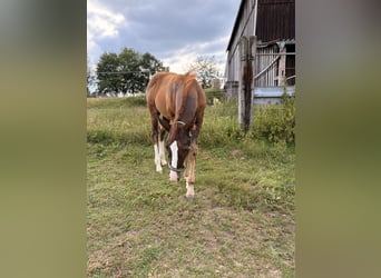 American Quarter Horse, Stallion, Foal (04/2026), 15.1 hh, Chestnut