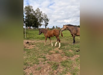 American Quarter Horse, Stallion, Foal (04/2026), 15.1 hh, Chestnut