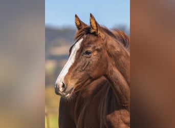 American Quarter Horse, Stallion, Foal (04/2026), 15.1 hh, Chestnut