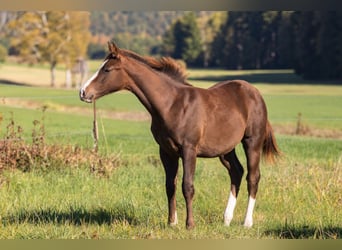 American Quarter Horse, Stallion, Foal (04/2026), 15.1 hh, Chestnut