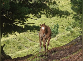 American Quarter Horse Mix, Stallion, Foal (04/2025), 15.1 hh, Chestnut-Red American Quarter Horse Mix, Stallion, Foal (04/2025), 15.1 hh, Chestnut-Red