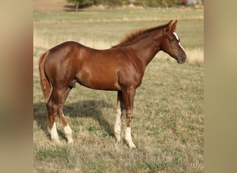 American Quarter Horse, Stallion, Foal (05/2026), 15.1 hh, Chestnut
