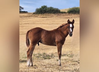 American Quarter Horse, Stallion, Foal (05/2026), 15.1 hh, Chestnut