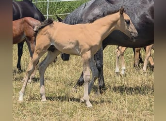 American Quarter Horse, Stallion, Foal (05/2026), 15.1 hh, Grullo