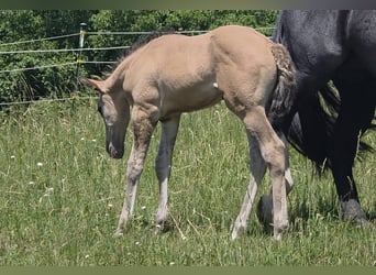 American Quarter Horse, Stallion, Foal (05/2026), 15.1 hh, Grullo