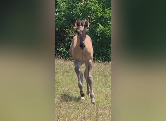 American Quarter Horse, Stallion, Foal (05/2026), 15.1 hh, Grullo