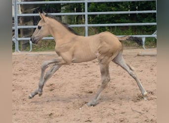 American Quarter Horse, Stallion, Foal (05/2026), 15.1 hh, Grullo