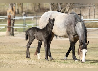 American Quarter Horse, Stallion, , 15,1 hh, Roan-Blue