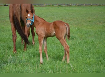 American Quarter Horse, Stallion, Foal (04/2026), 15.2 hh, Chestnut-Red