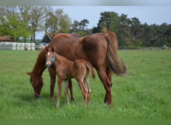 American Quarter Horse, Stallion, Foal (04/2026), 15.2 hh, Chestnut-Red