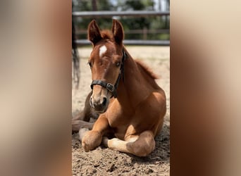 American Quarter Horse, Hengst, Fohlen (06/2024), 15,2 hh, Fuchs