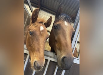 American Quarter Horse, Hengst, Fohlen (06/2024), 15,2 hh, Fuchs