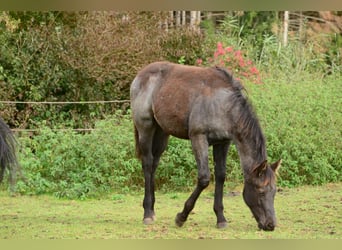 American Quarter Horse, Stallion, Foal (04/2023), 15.2 hh, Roan-Blue
