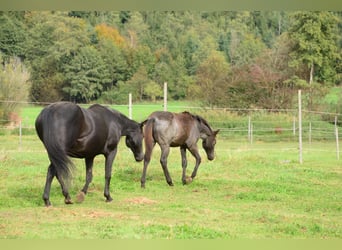 American Quarter Horse, Stallion, Foal (04/2023), 15.2 hh, Roan-Blue