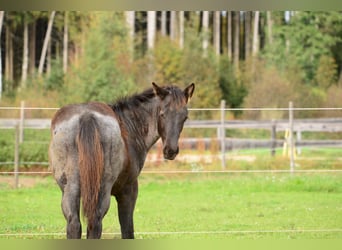 American Quarter Horse, Stallion, Foal (04/2023), 15.2 hh, Roan-Blue