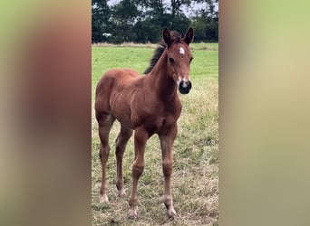 American Quarter Horse, Stallion, Foal (06/2026), 15 hh, Brown