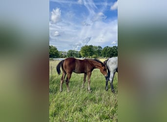 American Quarter Horse, Stallion, Foal (06/2026), 15 hh, Brown