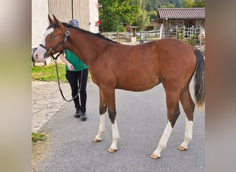 American Quarter Horse, Stallion, Foal (02/2026), 15 hh, Brown