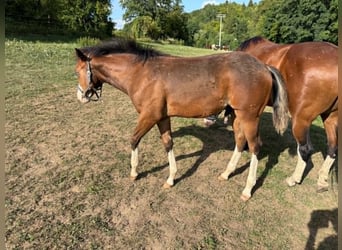 American Quarter Horse, Stallion, Foal (02/2026), 15 hh, Brown