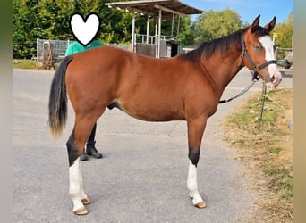American Quarter Horse, Stallion, Foal (02/2026), 15 hh, Brown