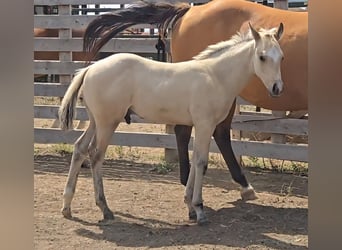 American Quarter Horse, Stallion, Foal (05/2025), 15 hh, Buckskin