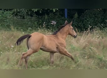 American Quarter Horse, Stallion, Foal (05/2024), 15 hh, Buckskin