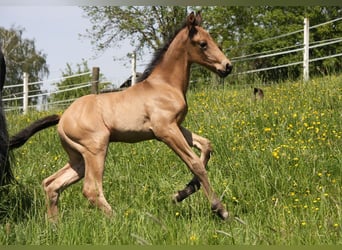 American Quarter Horse, Stallion, Foal (05/2024), 15 hh, Buckskin