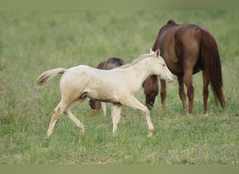 American Quarter Horse, Stallion, Foal (03/2025), 15 hh, Champagne