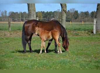 American Quarter Horse, Stallion, Foal (03/2026), 15 hh, Champagne