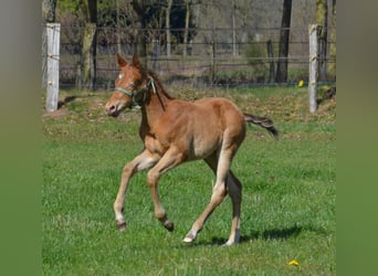 American Quarter Horse, Stallion, Foal (03/2026), 15 hh, Champagne
