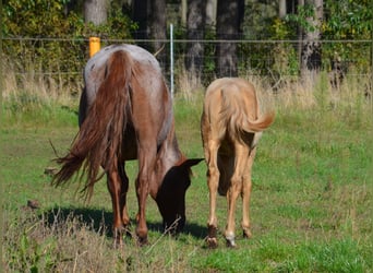 American Quarter Horse, Stallion, Foal (06/2024), 15 hh, Champagne