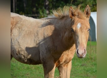 American Quarter Horse, Stallion, Foal (06/2024), 15 hh, Champagne