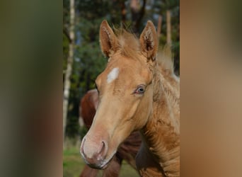 American Quarter Horse, Stallion, Foal (06/2024), 15 hh, Champagne