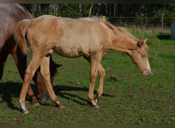 American Quarter Horse, Stallion, Foal (06/2024), 15 hh, Champagne