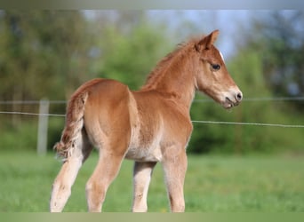 American Quarter Horse, Stallion, Foal (04/2024), 15 hh, Chestnut-Red