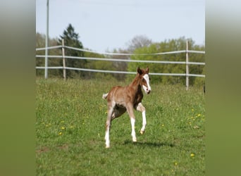 American Quarter Horse, Stallion, Foal (04/2025), 15 hh, Chestnut-Red